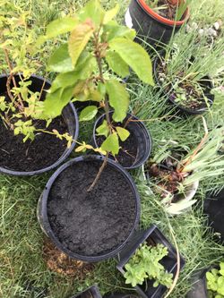 Bing cherry trees $10-$70