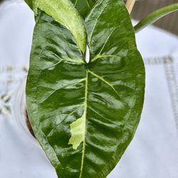 Syngonium Panda