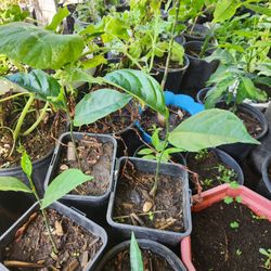 Jackfruit Plant Tree