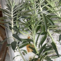 Kalanchoe Plants 🪴 Each one 