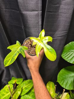Philodendron Florida Beauty