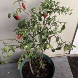 Serrano chili pepper plant