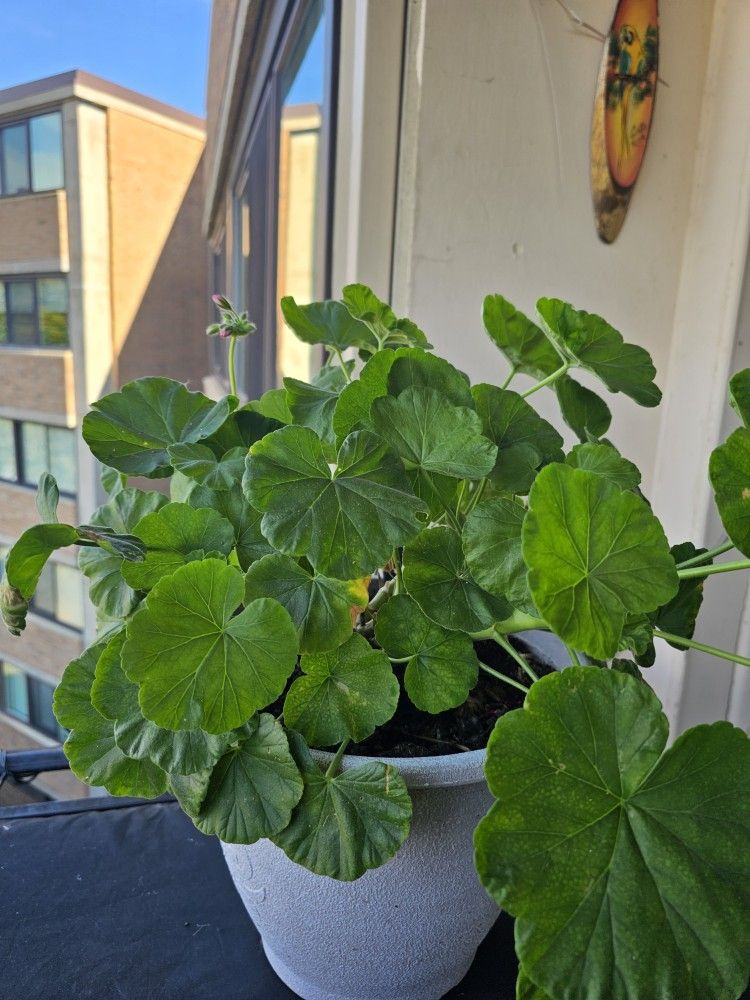 Flower (Without a pot)