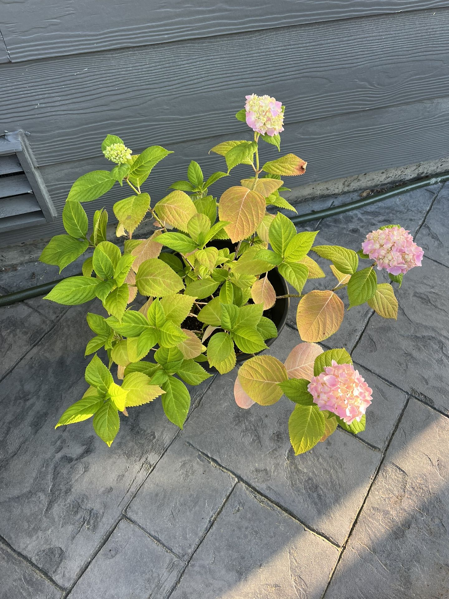 2.5 Gal hydrangea Plant