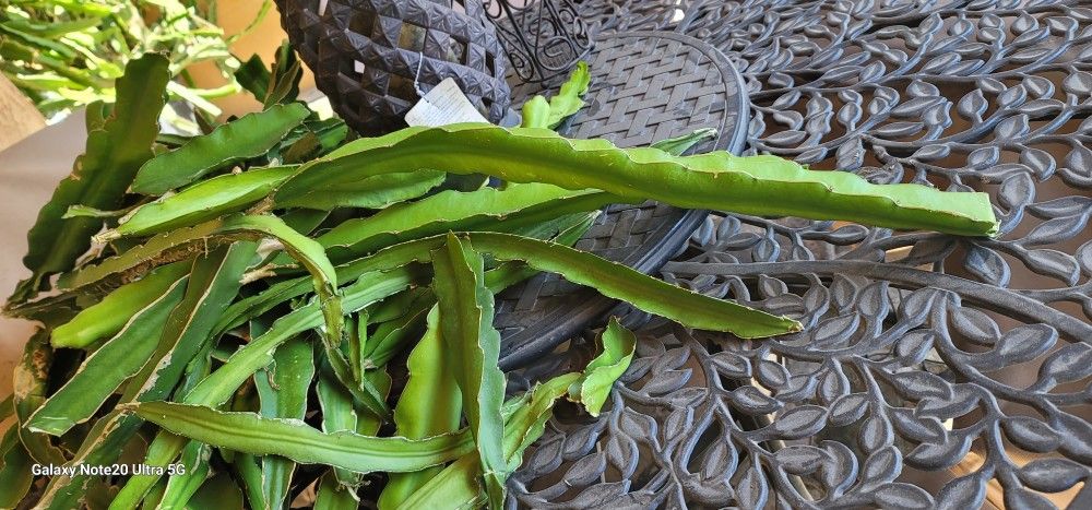 Fresh Cuts Dragon Fruit $5 $10 Each