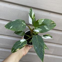 4” White Princess Philodendron