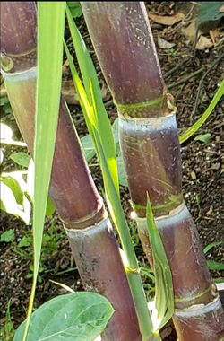 Sugar   Cane   Tree