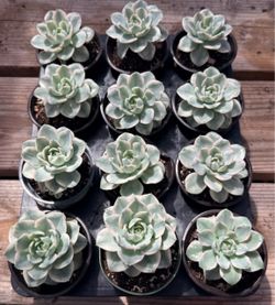 Echeveria Cream yellow peach Variegated $10ea
