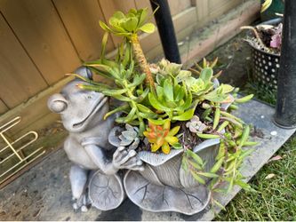Frog planter