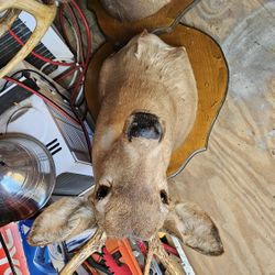 Taxidermy mount