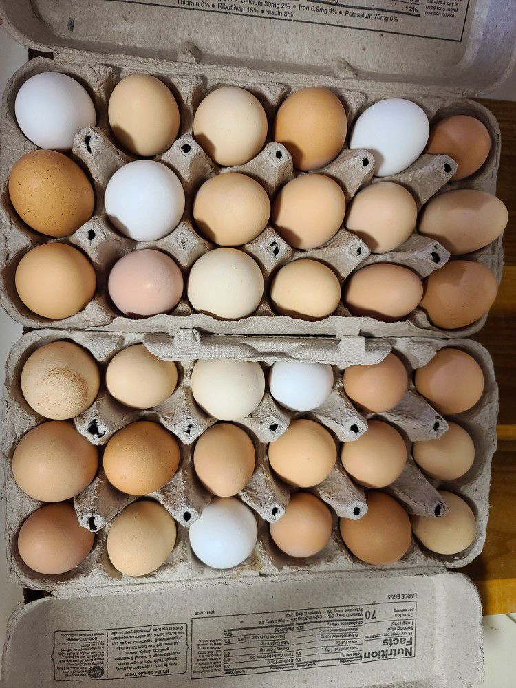 Fresh Organic Chicken Eggs For Sale