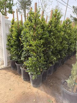 Carolina Cherry privacy Shrubs 15 Gal