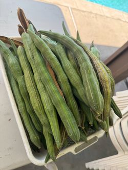 Moringa/Mallungay drum sticks