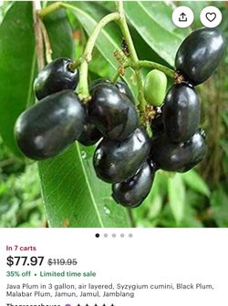 🌿 Fruit Tree Sale