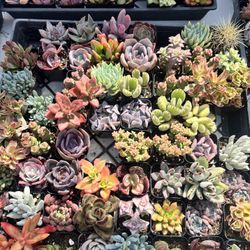 Succulent, Suculenta 