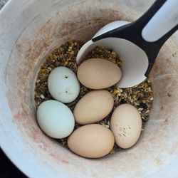 Chikens Eggs 