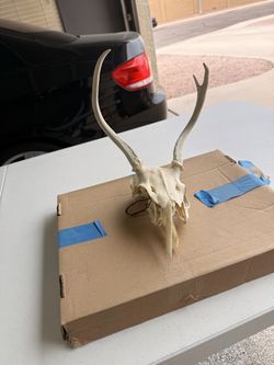 Halloween decorations Real Animal Skull ☠️