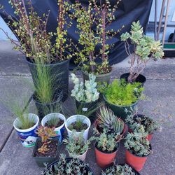 Drought Tolerant Plants/ Succulents 