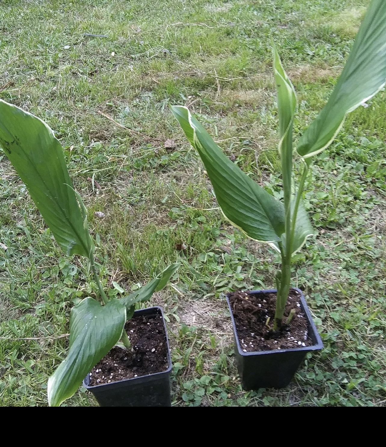 Huge Perennial Sale Buy 2 Get 1 Free Banana Plants, Ginger, (pls Read Description Below