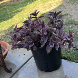 Succulents 