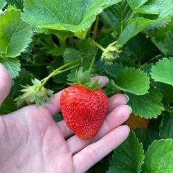 Beautiful, organic strawberry plants
