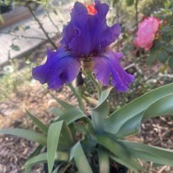 iris In a Pot