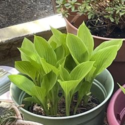 Hosta Plants 10 Per Bunch for $8