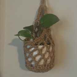 Live Plant With Wall Hanger 