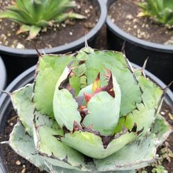 Agave titanota 'Black and Blue'