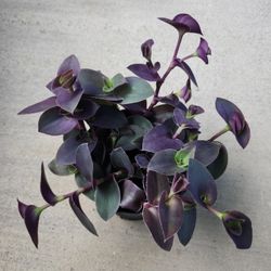 Variegated Tradescantia Wandering Pale Puma plants in a 6" pot.