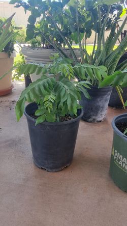 Curry leaf plants