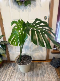 Monstera Delicosia