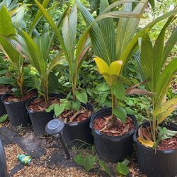Young coconut tree with pot