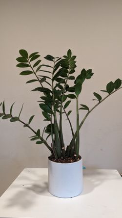 ZZ Plant With vase