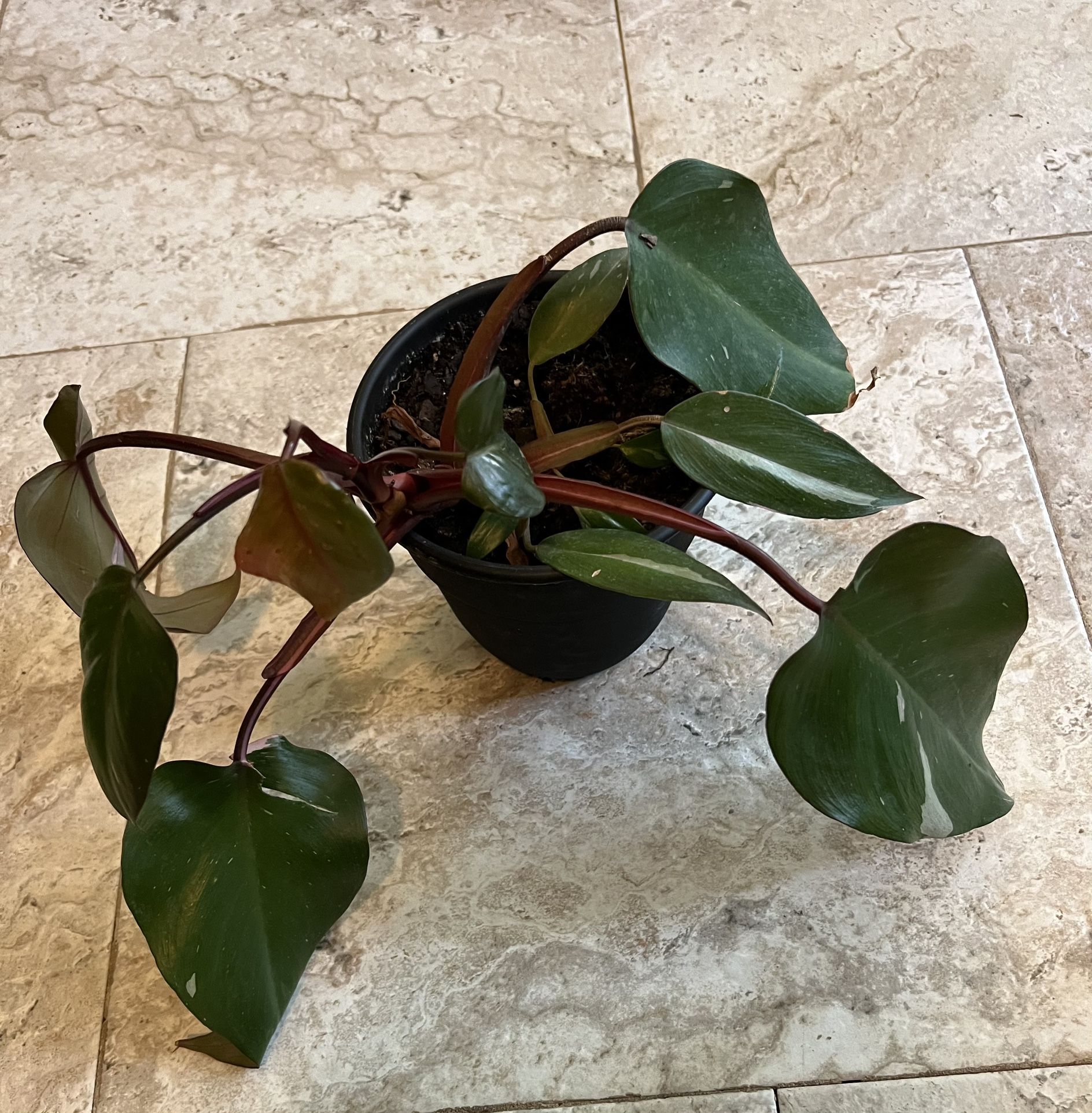 Pink Princess Philodendron