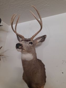 Deer Buck Shoulder Mount Taxidermy