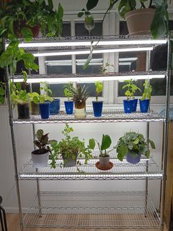 Grow Shelves With UV Lights