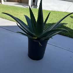 Aloe Vera Plant 