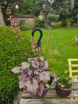 Potted Heuchera Plant (Coral Bells) in Hanging Basket