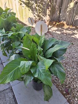 Plants For Sale