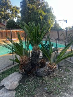 Sago Palm
