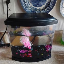Small Fish Tank