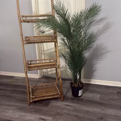 4.67ft Phoenix Palm Tree