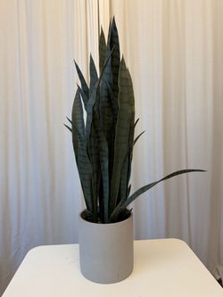 Faux Snake Plant with Cement Pot