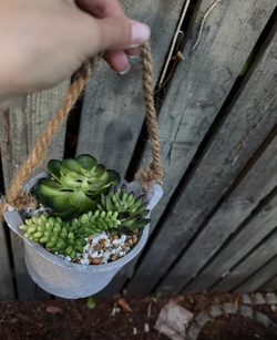 Hanging Succulent Arrangement in Gray Pot