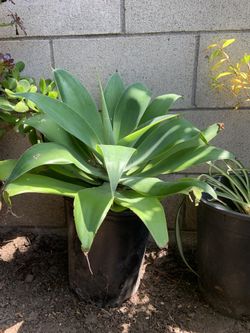 Agave Plant For Sale $15