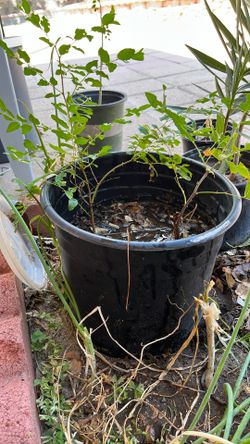 Jujube In 4 Gallon Pot