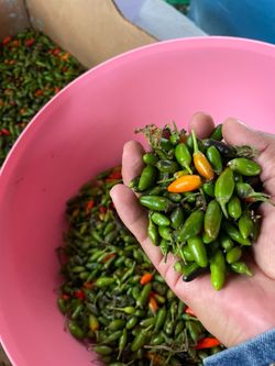 Chiles sinaloenses $12.00 la bolsa ya pisca dos