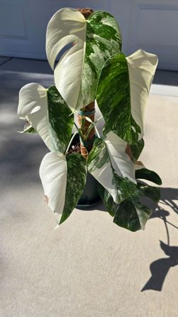 Monstera Albo Borsigiana - Highly Variegated (Established Plant with Moss Pole)