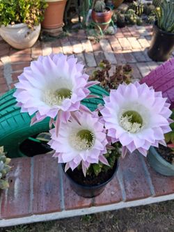 Echinopsis Cactus